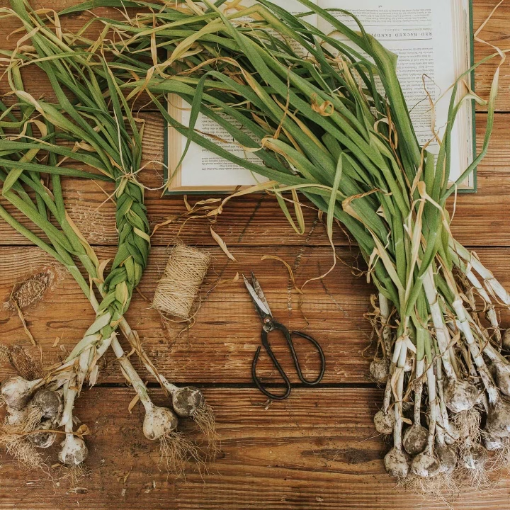 image of some garlic plants braided together and laying on a desk with a book, scissors and twine