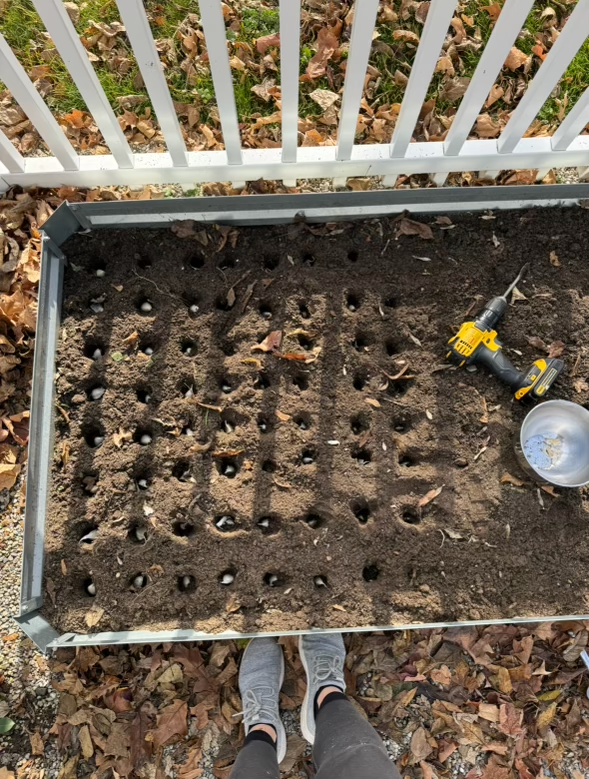 image of a garden bed with garlic cloves placed into holes for planting